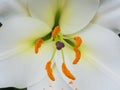 Petals, stigma and anthers of a white lily Royalty Free Stock Photo