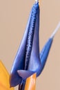 Petals of Strelitzia reginae, Bird of Paradise flower Royalty Free Stock Photo