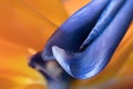 Petals of Strelitzia reginae, Bird of Paradise flower Royalty Free Stock Photo