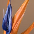 Petals of Strelitzia reginae, Bird of Paradise flower Royalty Free Stock Photo