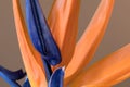 Petals of Strelitzia reginae, Bird of Paradise flower Royalty Free Stock Photo