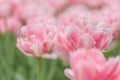 Petals of a terry pink tulip close-up, selective focus, other pink tulips in the background in blur Royalty Free Stock Photo