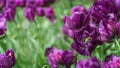 Petals of a terry purple tulip, selective focus, other tulips in the background in blur Royalty Free Stock Photo