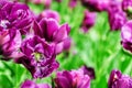 Petals of a terry purple tulip, selective focus, other tulips in the background in blur Royalty Free Stock Photo