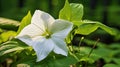 petals trillium flower