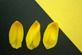 Petals of a Tulip on black and yellow background Royalty Free Stock Photo