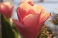 The petals of a Tulip in the sun.