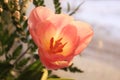 The petals of a Tulip in the sun.