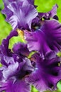 Purple petals unfold on a frilly Bearded Iris