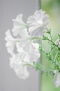 petals of white petunia flowers. Close-up, selective focus. Vertical photography Royalty Free Stock Photo