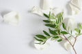 petals of white rose and branch of pistachio on grey background