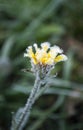 The petals of a yellow flower are covered with white cristae of hoarfrost Royalty Free Stock Photo