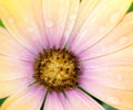 Petals of a yellow osteospermum flower Royalty Free Stock Photo