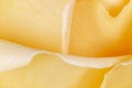 Petals of yellow rose blossom Royalty Free Stock Photo