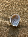 Petar ear, abalone on the sand beach Royalty Free Stock Photo