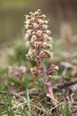 Petasites albus Royalty Free Stock Photo