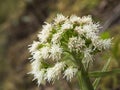 Petasites albus Royalty Free Stock Photo