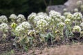 Petasites albus springtime forest herb, perennial rhizomatous plant flowering with field of small flowers Royalty Free Stock Photo