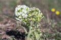 Petasites albus springtime forest herb, perennial rhizomatous plant flowering with group of small white flowers Royalty Free Stock Photo
