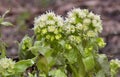 Petasites albus, the white butterbur, is a flowering plant species in the family Asteraceae Royalty Free Stock Photo