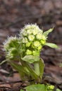Petasites albus, the white butterbur, is a flowering plant species in the family Asteraceae Royalty Free Stock Photo