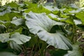 Petasites is a genus of flowering plants in the sunflower family, Asteraceae, that are commonly referred to as butterburs and