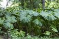 Petasites is genus of flowering plants in the sunflower family, Asteraceae, that are commonly referred to as butterburs and