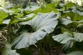 Petasites is a genus of flowering plants in the sunflower family, Asteraceae, that are commonly referred to as butterburs and