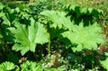 Petasites green leaves Royalty Free Stock Photo