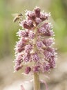 Petasites hybridus Royalty Free Stock Photo