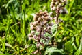 Petasites hybridus Butterbur Royalty Free Stock Photo