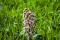 Petasites hybridus Butterbur one Royalty Free Stock Photo