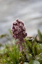 Petasites hybridus Royalty Free Stock Photo