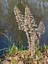 Petasites hybridus plant fllowering along the waterfront.