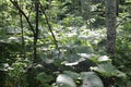 Giant butterburs grow under the shade of trees in the forest