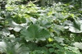 Giant butterburs grow under the shade of trees in the forest