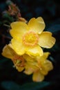 Peter Dummer Hypericum dummeri blossom after rain Royalty Free Stock Photo