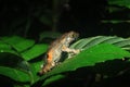 Peter`s dwarf frog, Engystomops petersi, a dark brown frog or toad with orange dots