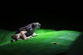 Peter`s dwarf frog, Engystomops petersi, a dark brown frog or toad with orange dots standing on a bright green leaf with a black