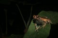 Peter`s dwarf frog, Engystomops petersi, sitting on a leaf during an encounter in the amazon rainforest