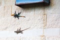 Peter& x27;s rock agama lizard on a wall