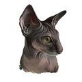 Peterbald cat breed isolated domestic animal. Digital art illustration of pet portrait, Oriental Shorthair with hair-losing gene.