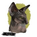 Peterbald cat breed isolated domestic animal. Digital art illustration of pet portrait, Oriental Shorthair with hair-losing gene.