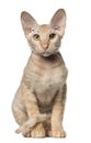 Peterbald cat, in front of white background