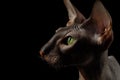 Peterbald cat on isolated black background