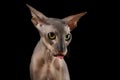 Peterbald cat on isolated black background