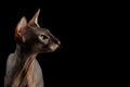 Peterbald cat on isolated black background