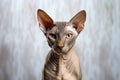 Peterbald Cat Upright On A White Background