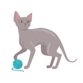 Peterbald cat Vector Flat Design Illustration