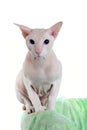 Peterbald hairless cat